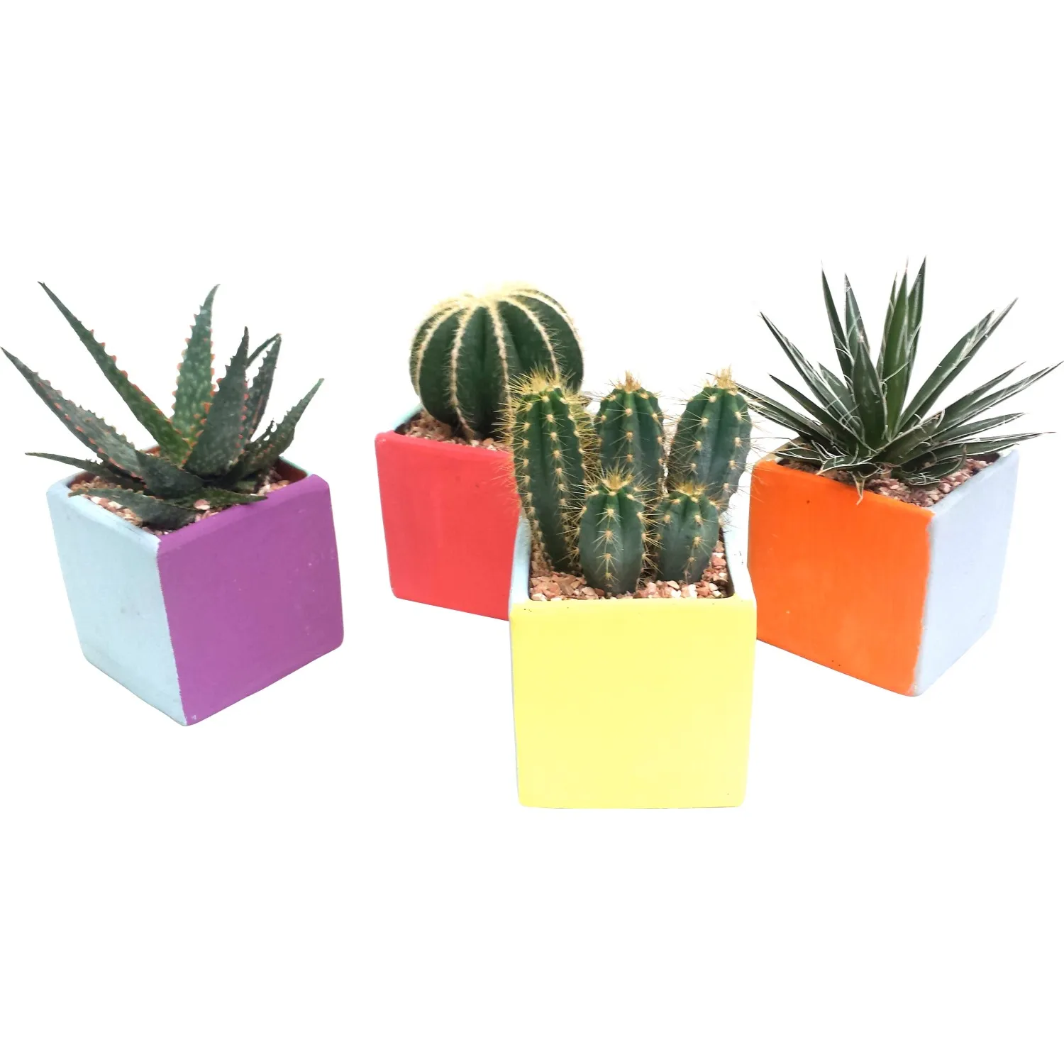 Composizione Cactus e Succulente in vaso cubo fantasia